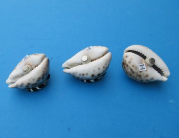 2-3/4" Painted Tiger Cowrie Magnets with Design - 10 pcs @ $1.50 each; 50 pcs @ $1.35 each