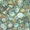 Wholesale Green limpet shells, commercial grade in bulk bags 1/2" to 1" (Some may be over 1 inch) - 1/2 pound bag  (Over 450+ shells) @ $24 (1/2 lb bag); 5 lb bag @ $215/bag ($21.50/1/2 lb)