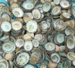 Wholesale Green Limpet Shells from Mexico 1/2" - 3/4" - 20 lb. bag @ $800/bag ($40/per pound)