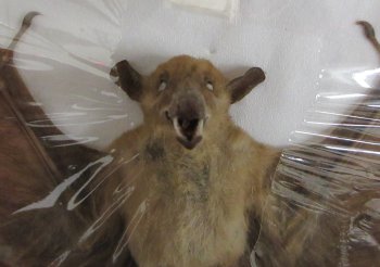 Wholesale Dagger-Toothed Fruit Bat Taxidermy 8" to 9" wing spread - $40 each; 4 or more @ $36 each