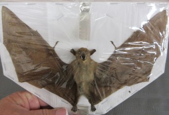 Wholesale Dagger-Toothed Fruit Bat Taxidermy 8" to 9" wing spread - $40 each; 4 or more @ $36 each