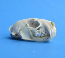 Wholesale mink skulls from North America 2-1/2" to 3-1/8" - 2 @ $14.00 each; 6 @ $12.00 each