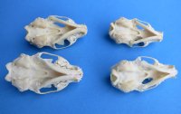 Wholesale mink skulls from North America 2-1/2" to 3-1/8" - 2 @ $14.00 each; 6 @ $12.00 each