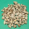 Mixed Babylonia(Not Cleaned)spirata & areolata seashells 3/4 inches to 2-1/2 inches sold in 20 kilo box @ $.80 a kilo ( 1 kilo = 2.2 lbs)