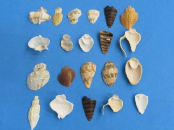 Wholesale Side cut mixed seashells in bulk 1" to 2" - 250 pcs @ $.02 each