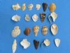 Wholesale Side cut mixed seashells in bulk 1" to 2" - Packed: 250 pcs @ $.02 each
