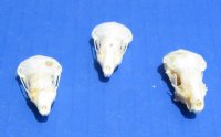 Wholesale Mole skulls measuring 1-1/4 inch to 1-1/2 inch - $15 each; 6 or more @ $13.00 each