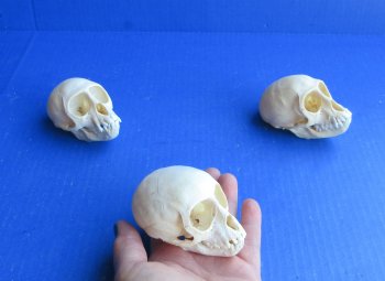 Wholesale African Vervet Juvenile Monkey Skulls - $90 each; 4 or more @ $80 each (Cites #P-000044854)