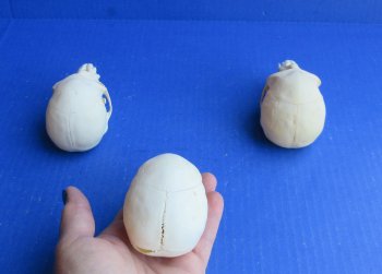 Wholesale African Vervet Juvenile Monkey Skulls - $90 each; 4 or more @ $80 each (Cites #P-000044854)