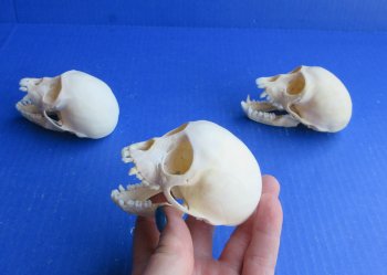 Wholesale African Vervet Juvenile Monkey Skulls - $90 each; 4 or more @ $80 each (Cites #P-000044854)
