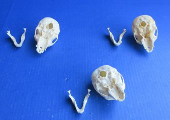 Wholesale African Vervet Juvenile Monkey Skulls - $90 each; 4 or more @ $80 each (Cites #P-000044854)