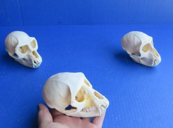 Wholesale African Vervet Male Monkey Skulls - $165 each; 4 or more @ $148 each (Cites #P-000044854)