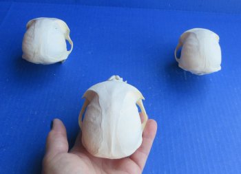Wholesale African Vervet Male Monkey Skulls - $165 each; 4 or more @ $148 each (Cites #P-000044854)