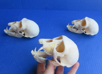 Wholesale African Vervet Male Monkey Skulls - $165 each; 4 or more @ $148 each (Cites #P-000044854)