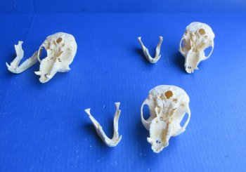 Wholesale African Vervet Male Monkey Skulls - $165 each; 4 or more @ $148 each (Cites #P-000044854)