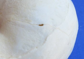 Wholesale African Vervet Male Monkey Skulls - $165 each; 4 or more @ $148 each (Cites #P-000044854)