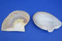 Wholesale Natural Mother of Peral Shells, 4 to 5 inches - 125 pcs @ $1.20 each