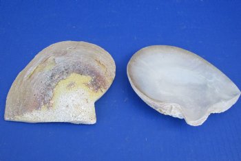 Wholesale Natural Mother of Pearl Shells, 5 to 6 inches - 50 pcs @ $2.40 each