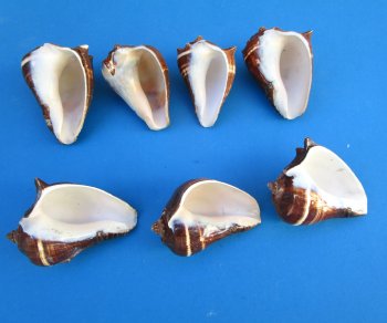 Pacific Crown Conch shells 3 up to 4 inches - 10 pcs @ $.90 each; 60 pcs @ $.80 each