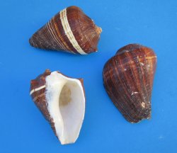 Pacific Crown Conch...