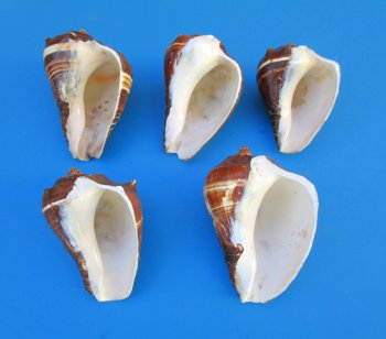 Pacific Crown Conch shells 4 up to 5 inches - 5 pcs @ $1.30 each; 40 pcs @ $1.17 each