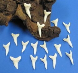 1-1/2 inches Wholesale Mako Shark Teeth - 6 pcs @ $4.00 each; 25 pcs @ $3.70 each; 100 pcs @ $3.30 each 