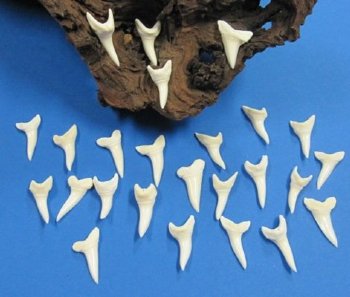 1-3/8 inches Wholesale White Mako Shark Teeth - 6 pcs @ $2.90 each; 25 pcs @ $2.70 each; 100 pcs @ $2.50 each  