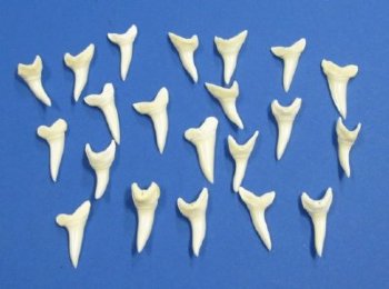 1-1/4 inch Wholesale mako shark teeth - 3 pcs @ $1.85 ea; 25 pcs @ $1.70 ea; 100 pcs @ $1.50 ea