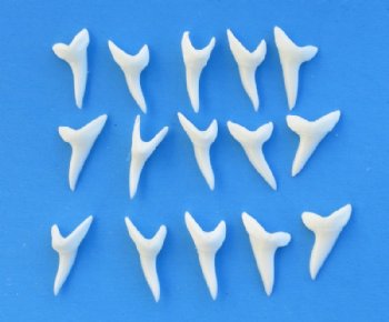 1-5/8 inches white mako shark teeth wholesale - 3 pcs @ $6.00 each; 25 pcs @ $5.25 each 