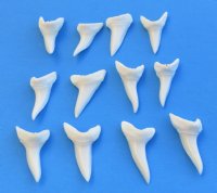 1-5/8 inches white mako shark teeth wholesale - 3 pcs @ $6.00 each; 25 pcs @ $5.25 each 
