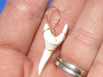 Wholesale Mako Tooth Pendent wrapped with gold color wire 1-1/4 - 5 pcs @ $3.50 each; 20 pcs @ $3.15 each