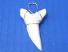 Wholesale Mako Tooth Pendent wrapped with a nickel and lead free tarnish resistant gold color wire 1-7/8 inch - Packed: 2 pcs @ $13.50 each; Packed: 8 pcs @ $12.00 each