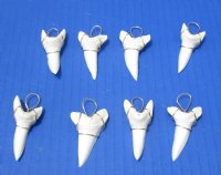 Wholesale Mako Tooth Pendent wrapped with gold color wire 1-3/4 inch - 2 pcs @ $12.00 each