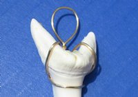Wholesale Mako Tooth Pendent wrapped with gold color wire 1-7/8 inch - 2 pcs @ $13.50 each