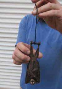 Animal Mummies - Mummified Bats - Skeletal Bats