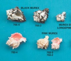 Murex Shells - Muricidae