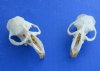 Wholesale North American Muskrat Top Skulls - Minimum: 2 pcs @ $7.50 each; 20 pcs or more @ $6.50 each