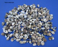 Wholesale Nerita Undata Shells Under 1 inch - 1 kilo @ $2.75 a kilo (Minimum: 2 kilos)