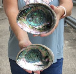 Natural Green Abalone Shell Hand Picked 