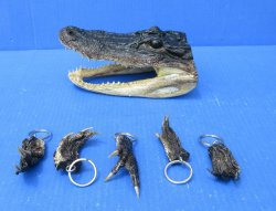 Authentic Real Alligator Foot Keychains Wholesale - 10 pcs @ $2.75 each; 50 pcs @ $2.45 each