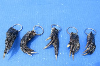 Authentic Real Alligator Foot Keychains Wholesale - 10 pcs @ $2.75 each; 50 pcs @ $2.45 each