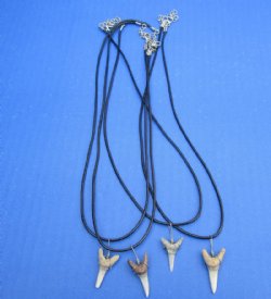Wholesale Assorted natural colored shark teeth on 18" black cord necklace. 6 pcs @ $3.25 each; 36 pcs @ $2.90 each