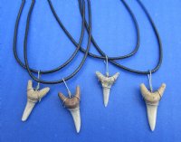 Wholesale Assorted natural colored shark teeth on 18" black cord necklace. 6 pcs @ $3.25 each; 36 pcs @ $2.90 each