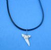 Wholesale Assorted white colored modern shark tooth on 18" black cord necklace. Pack of 5 pcs @ $2.00 each; Packed: 25 pcs @ $1.75 each