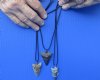 Wholesale 1 to 2 inch Fossil Mako or Megalodon shark tooth on 20" black cord necklace -  Packed: 2 pcs @ $14.00 each <font color=red> "No special request on tooth type or wire color" </font>