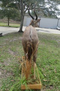 African Nyala Full Body Mount on Wood Oak Stained Base with decorative imitation grasses  - $1500.00 - Pick Up Only