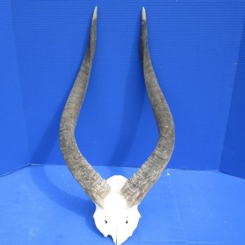Wholesale Nyala Skull Plate with horns - $78 each; 3 pcs @ $70 each