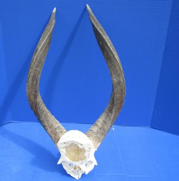 Wholesale Nyala Skull Plate with horns - $78 each; 3 pcs @ $70 each
