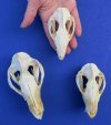 North American Opossum Skulls Wholesale - You will receive skulls that look similar to those pictured - no 2 will be identical- $30.00 each  