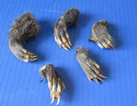 Wholesale North American Opossum which have been cured in Borax, measuring 2 to 3 inches straight length - Packed: 5 pcs @ $3.50 each; Packed: 20 pcs @ $3.00 each
